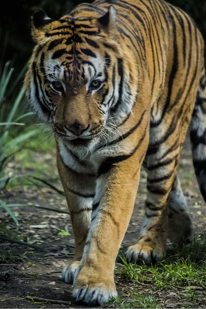 Rannthambore Tiger
